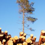 Des conifères coupés et un seul encore en vie à côté