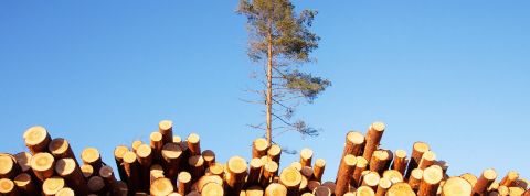 green-washing Des conifères coupés et un seul encore en vie à côté