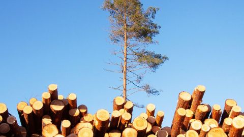 Des conifères coupés et un seul encore en vie à côté
