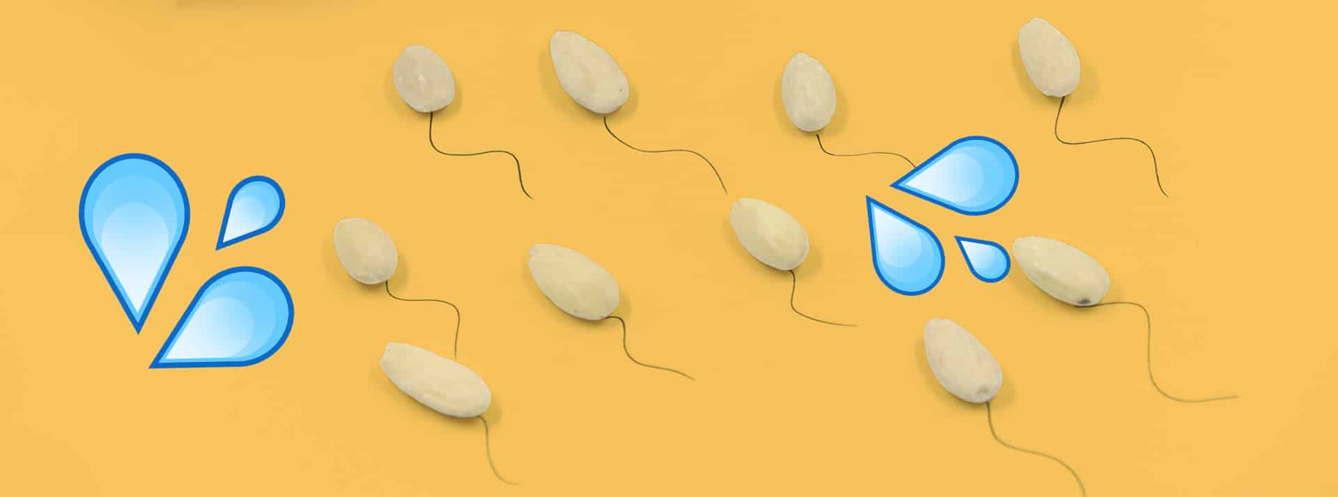 Spermatozoides