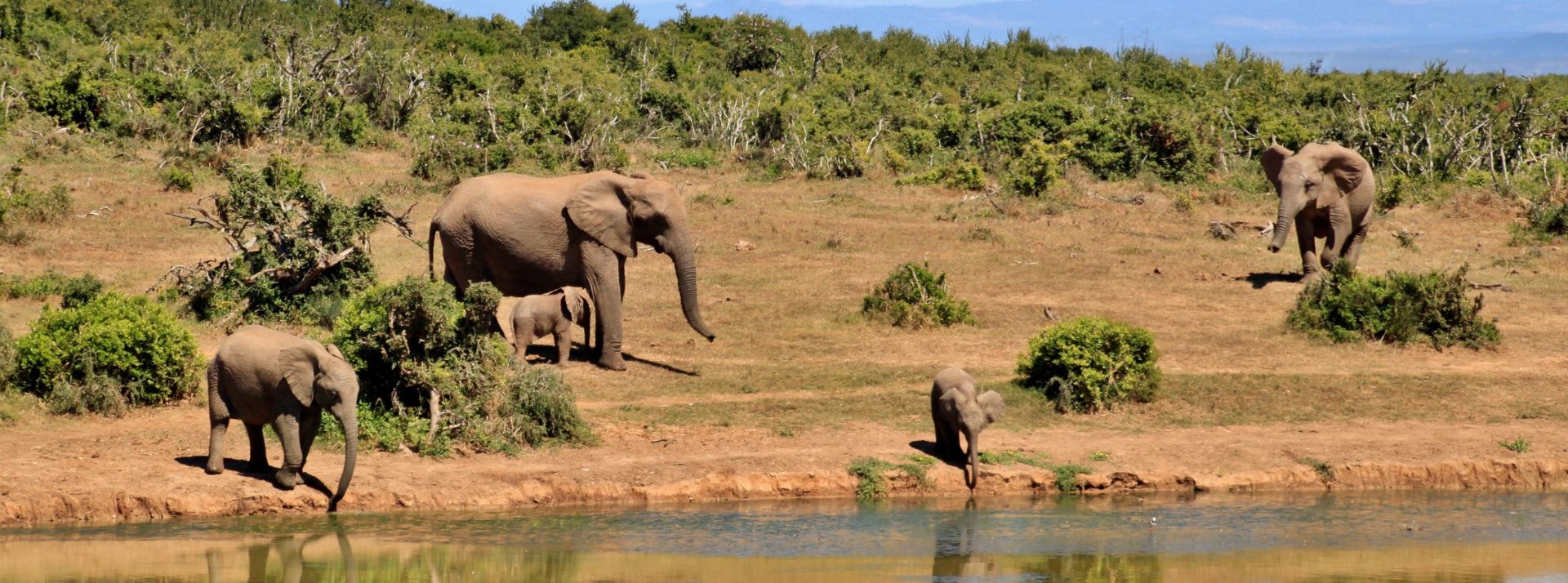 Elephants d'Afrique