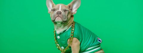 Chats et chiens sont à la mode Un bouledogue français en bombers vert sur fond vert