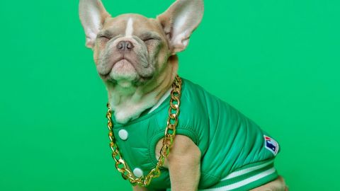 Un bouledogue français en bombers vert sur fond vert