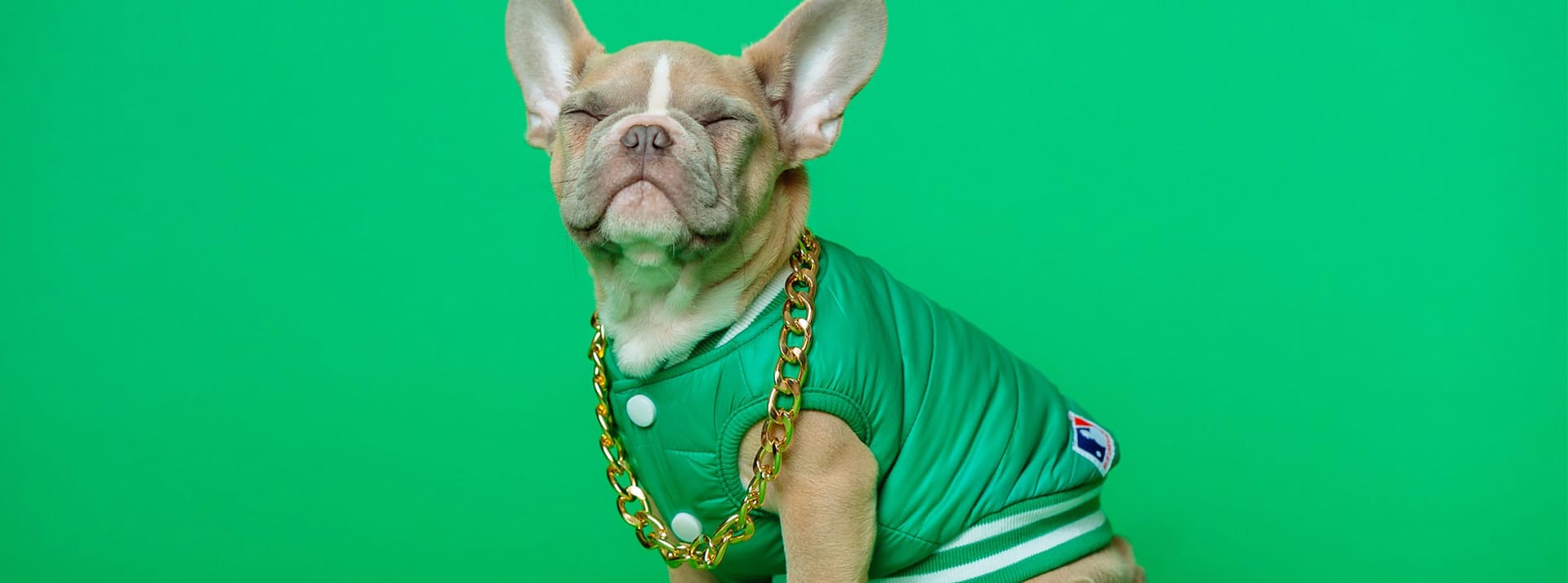 Chats et chiens sont à la mode - L'ADN Un bouledogue français en bombers vert sur fond vert