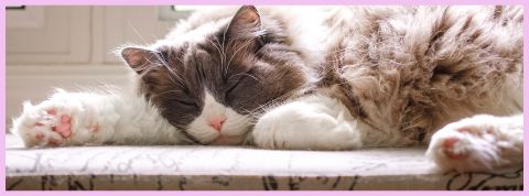 La sieste ou la rebéllion Un chat gris et blanc qui dort