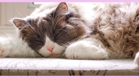 Un chat gris et blanc qui dort