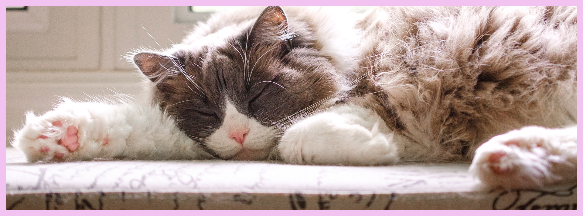 La sieste ou la rebéllion - L'ADN Un chat gris et blanc qui dort