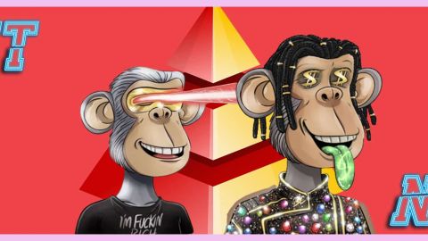 Deux Bored Ape Yacht Club sur fond rouge