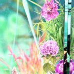 Jardin digita par pandora, 2019 NY