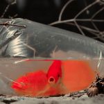 Des poissons rouges dans un sac en plastique