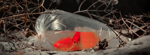Catastrophe concernant la biodiversité Des poissons rouges dans un sac en plastique