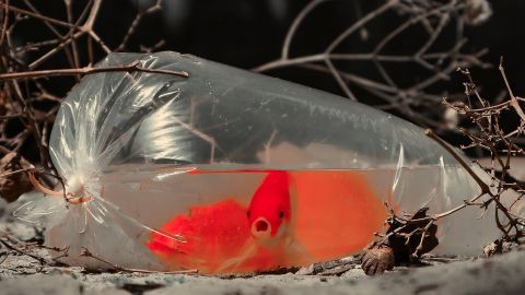 Des poissons rouges dans un sac en plastique