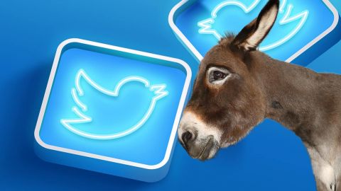 Une mule sur fond twitter