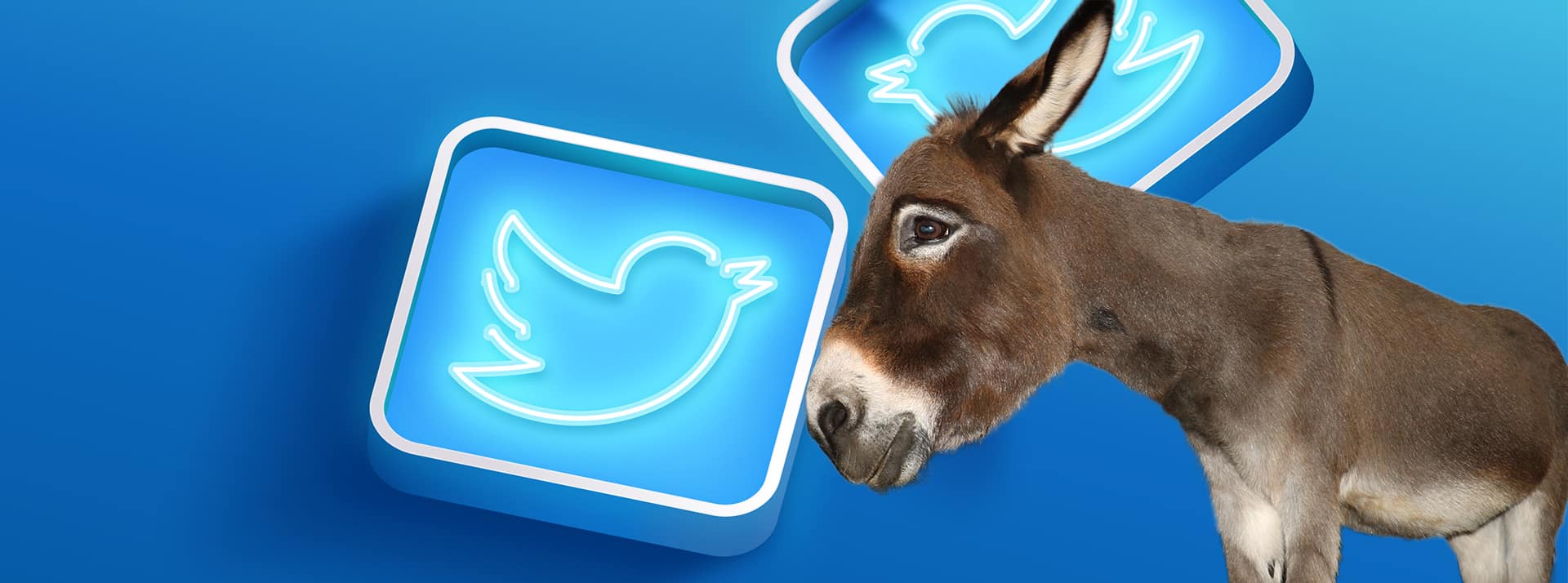 Une mule sur fond twitter