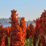 Champ de Milo-Sorgho dans l’Indiana tôt le matin-sud