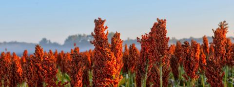 Le projet agricole Field100, du Sud Tyrol, est une avancée majeure dans la préservation de la biodiversité. Champ de Milo-Sorgho dans l’Indiana tôt le matin-sud