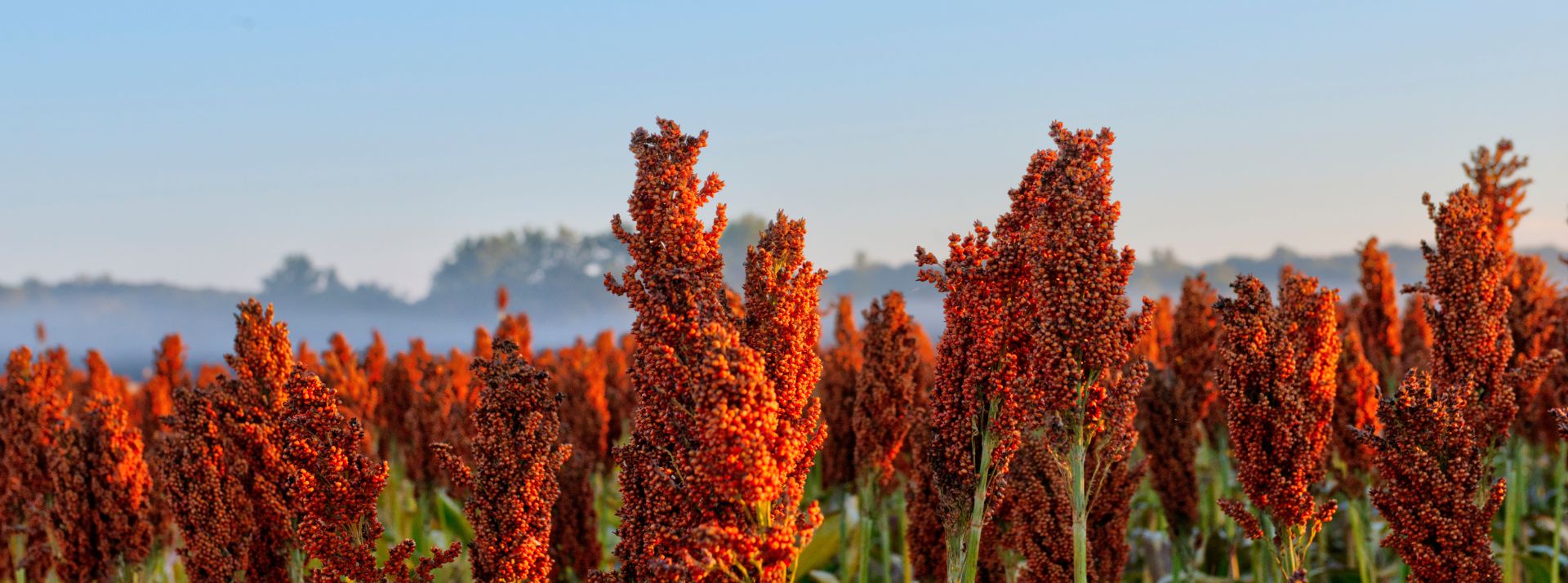 Champ de Milo-Sorgho dans l’Indiana tôt le matin-sud