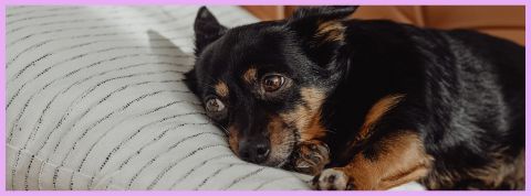 Economie de la flemme : Netflix, Deliveroo Economie de la flemme : Netflix, Deliveroo