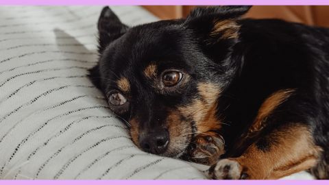 Economie de la flemme : Netflix, Deliveroo