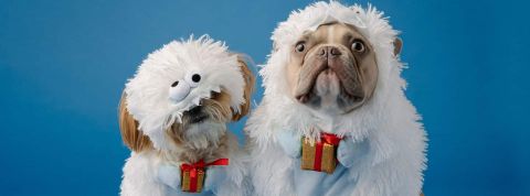 Noël 2022 : 74% des Français ont prévu d’offrir un cadeau à leur animal de compagnie Deux chiens avec un petit cadeau accroché au collier