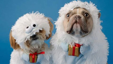 Deux chiens avec un petit cadeau accroché au collier