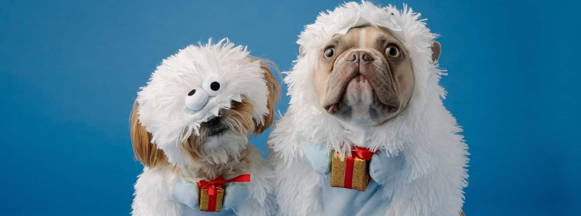 Noël 2022 : 74% des Français ont prévu d’offrir un cadeau à leur animal de compagnie - L'ADN Deux chiens avec un petit cadeau accroché au collier