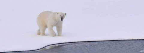 Colloque - Le dérèglement climatique : perception, information et désinformation Ours polaire