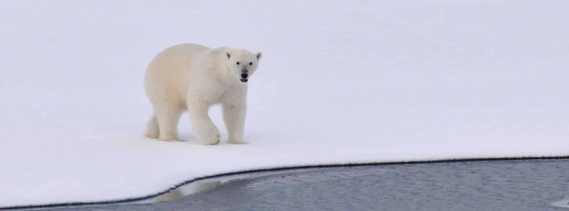 Colloque - Le dérèglement climatique : perception, information et désinformation - L'ADN Ours polaire