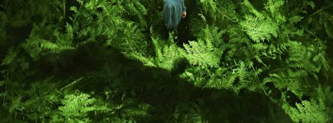 Pop culture et écologie Une forêt