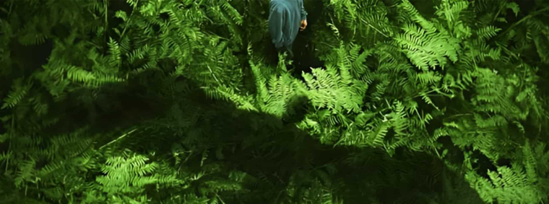 Une forêt