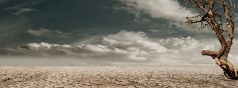 Sur Twitter, les climatosceptiques sont bien présents Terre asséchée et arbre mort