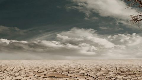 Terre asséchée et arbre mort