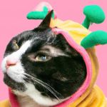 Chat déguisé généré par une IA