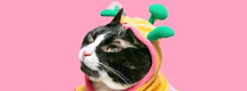 Itw de Janelle du blog AIweirdness Chat déguisé généré par une IA