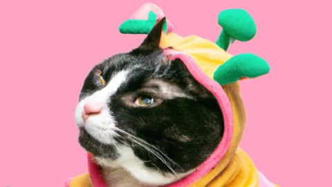 Chat déguisé généré par une IA