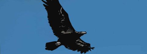 Un aigle dans le ciel