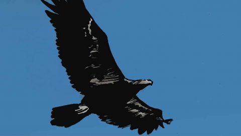 Un aigle dans le ciel