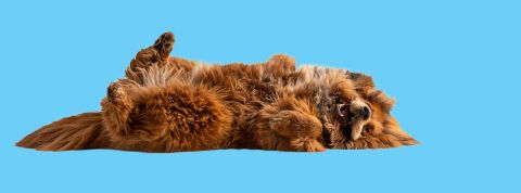 3 technologies qui promettent de nous garder jeunes plus longtemps Un jeune chien se roulant par terre