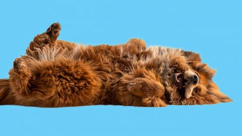 Un jeune chien se roulant par terre