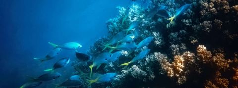 L'impression 3D aide à régénérer les précieux récifs coralliens de Hong Kong récif corralien