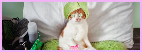 C'est quoi le bare minimum monday ? Un chat qui se fait une journée spa