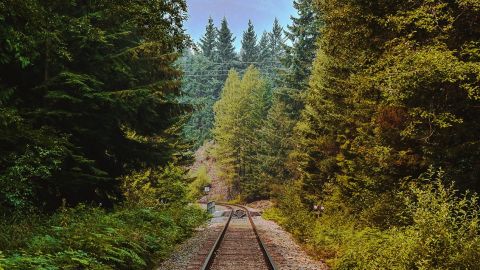 chemin-fer-forêt