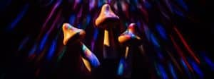 champignons hallucinogènes