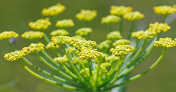 De la plante au verre : le surprenant parcours d'un ingrédient phare