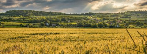 pexels-david-bartus-435471 (1) Un champ brun sous ciel