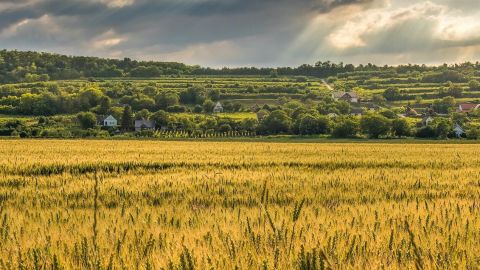 Un champ brun sous ciel