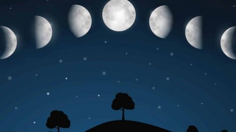 La phase de la lune peut-elle vous aider à trouver votre âme sœur sur TikTok ? Désolé mais non Illustration : Phases de la lune au dessus d'une forêt