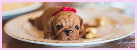 Les chiens aussi ont droit à leur menu 3 étoiles Un petit chien allongé dans une assiette