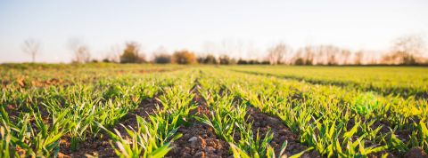 champs De jolis champs