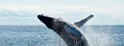 baleine-canadienne baleine-canadienne
